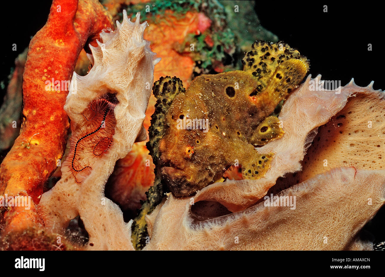 Longlure Frogfish Antennarius multiocellatus Netherlands Antilles Bonaire Caribbean Sea Stock Photo