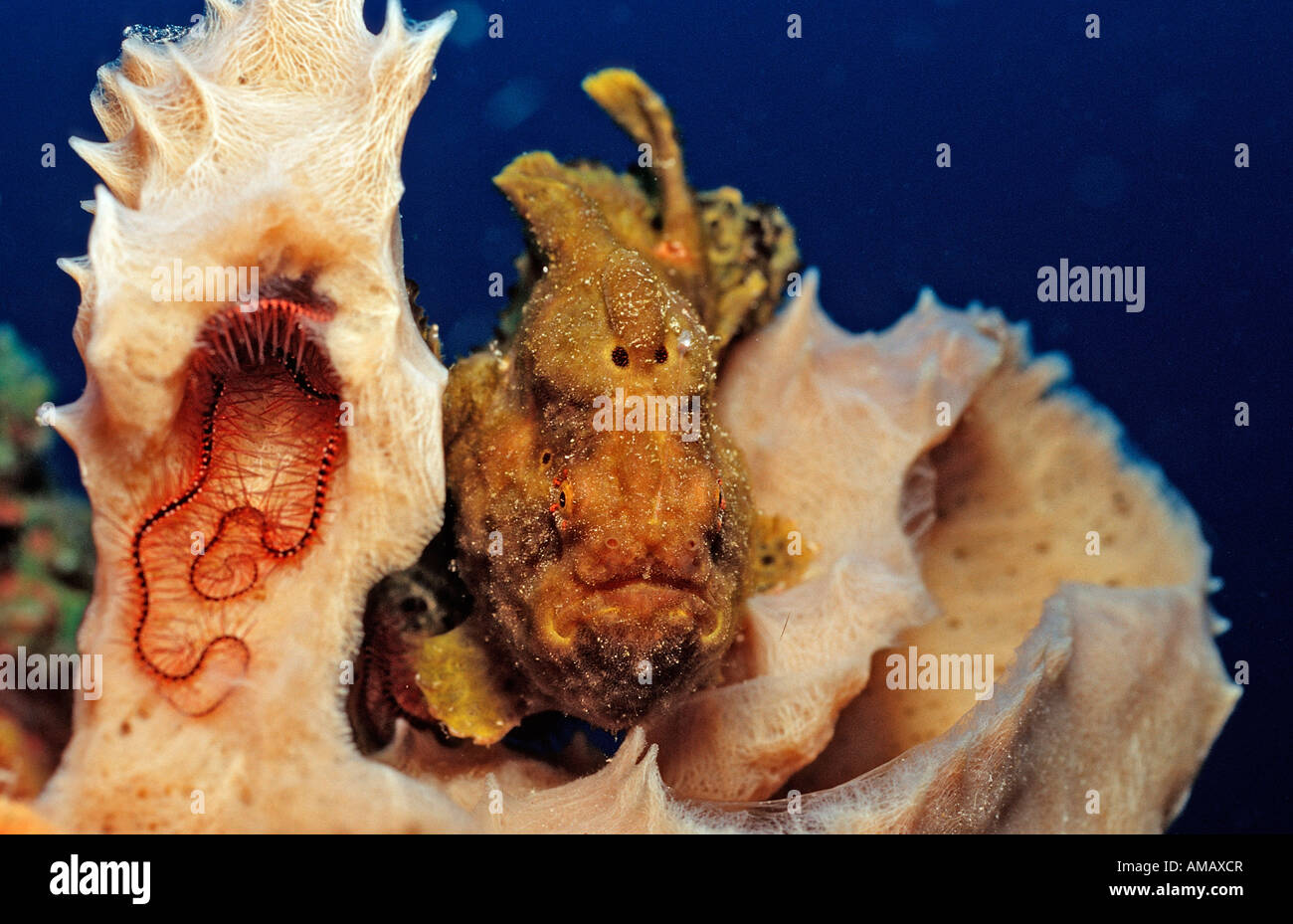 Longlure Frogfish Antennarius multiocellatus Netherlands Antilles Bonaire Caribbean Sea Stock Photo