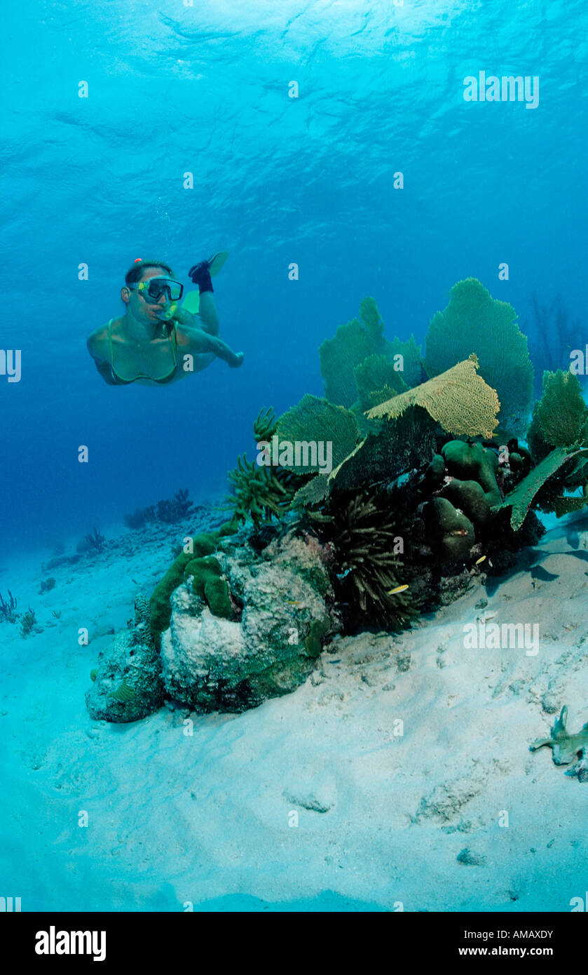 Snorkeler surveys coral reef Netherlands Antilles Bonaire Caribbean Sea Stock Photo