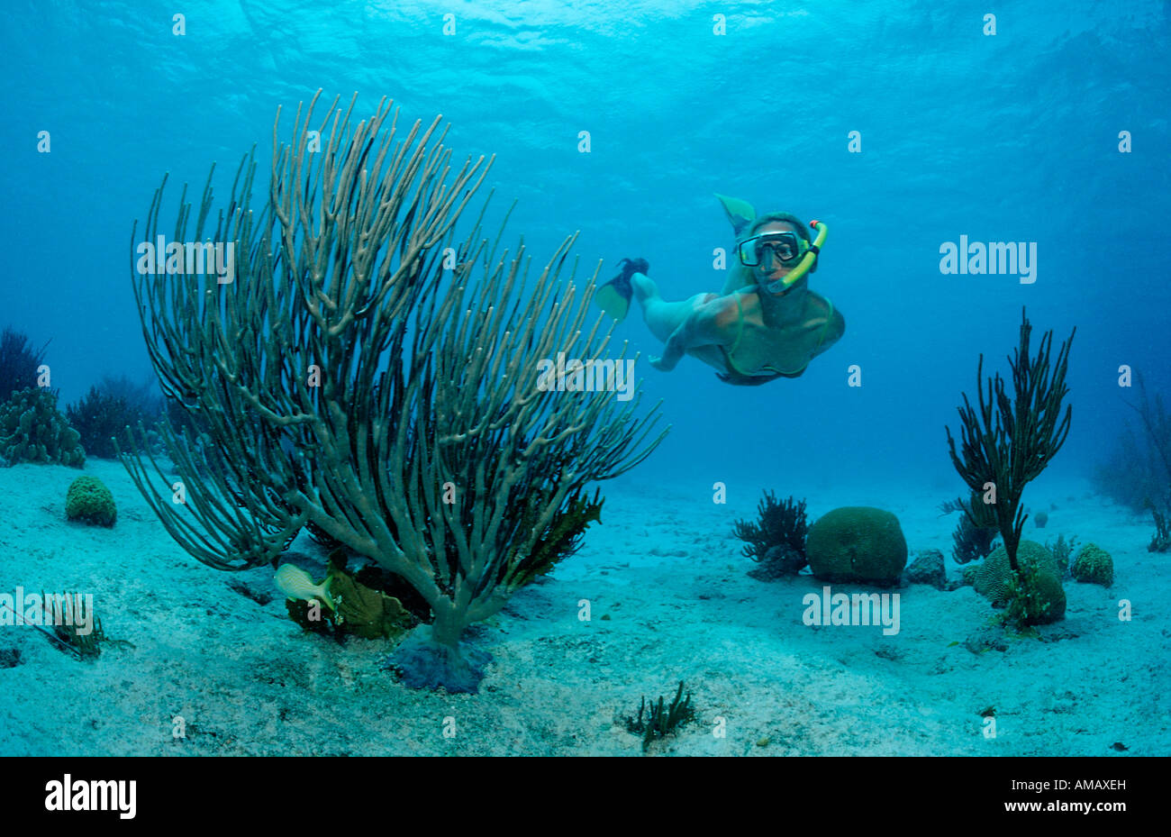 Snorkeler surveys coral reef Netherlands Antilles Bonaire Caribbean Sea Stock Photo