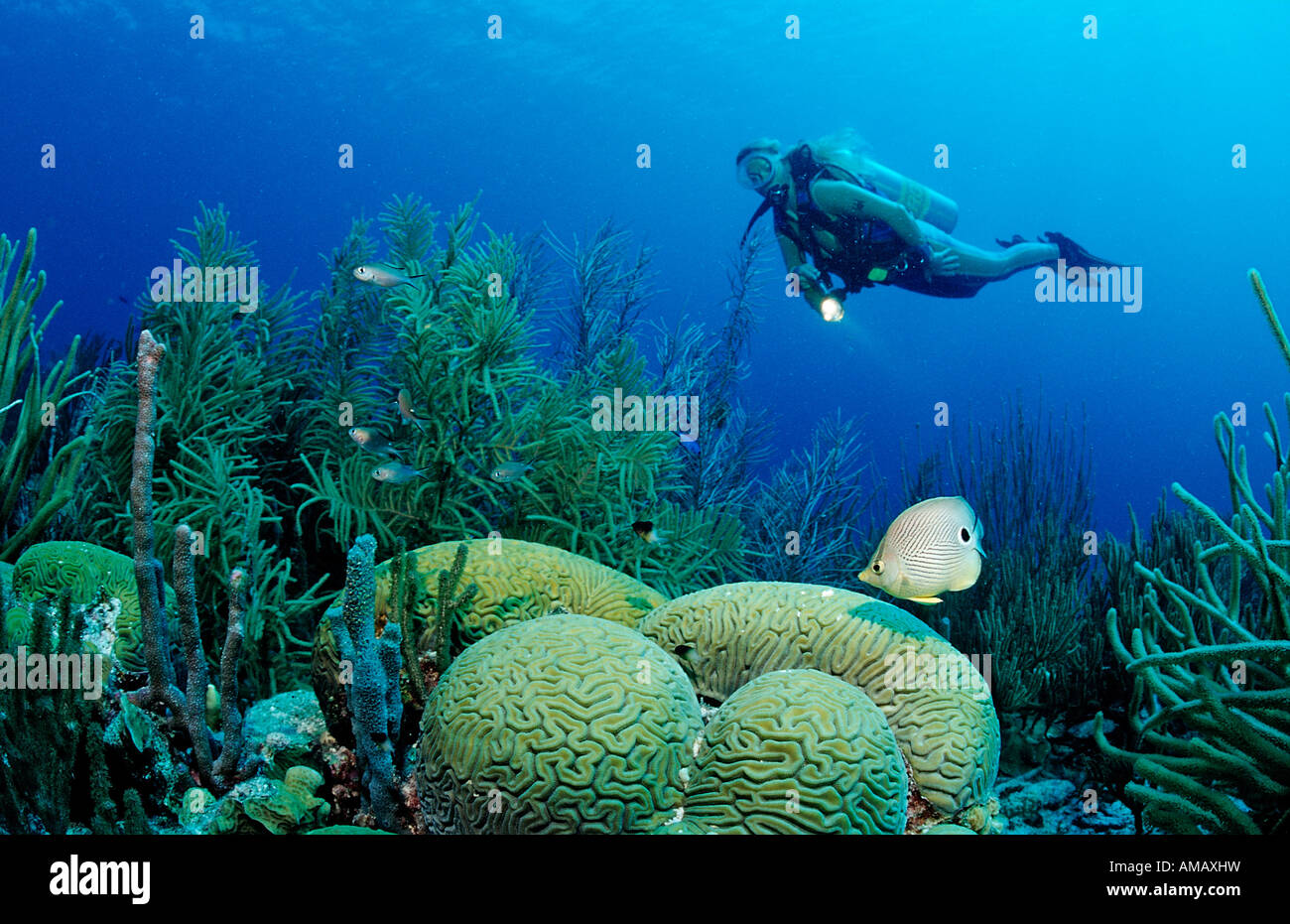 Scuba diver and Foureye Butterflyfish Chaetodon capistratus Netherlands Antilles Bonaire Caribbean Sea Stock Photo