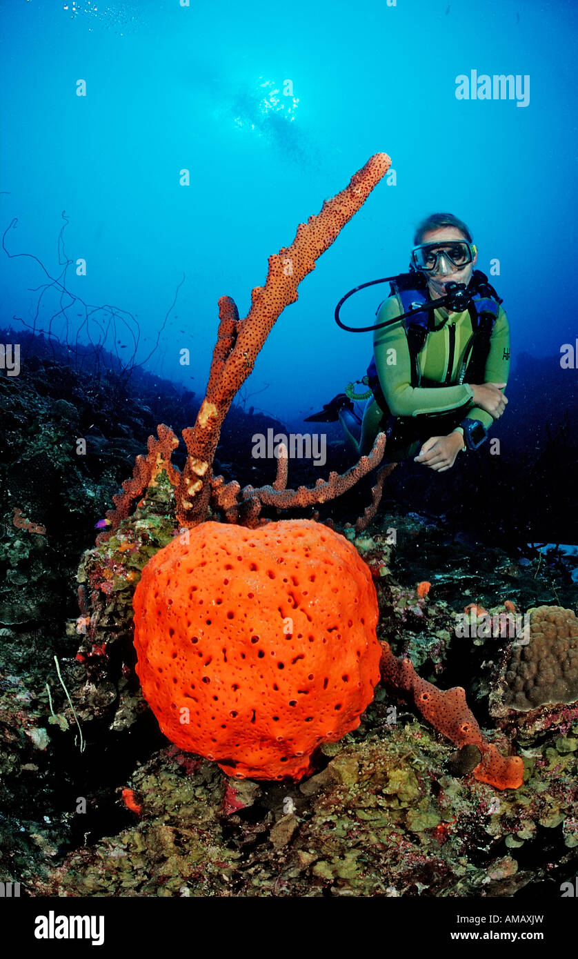 Scuba diver and Orange Elephant Ear Sponge Agelas clathrodes Dominica French West Indies Caribbean Sea Stock Photo