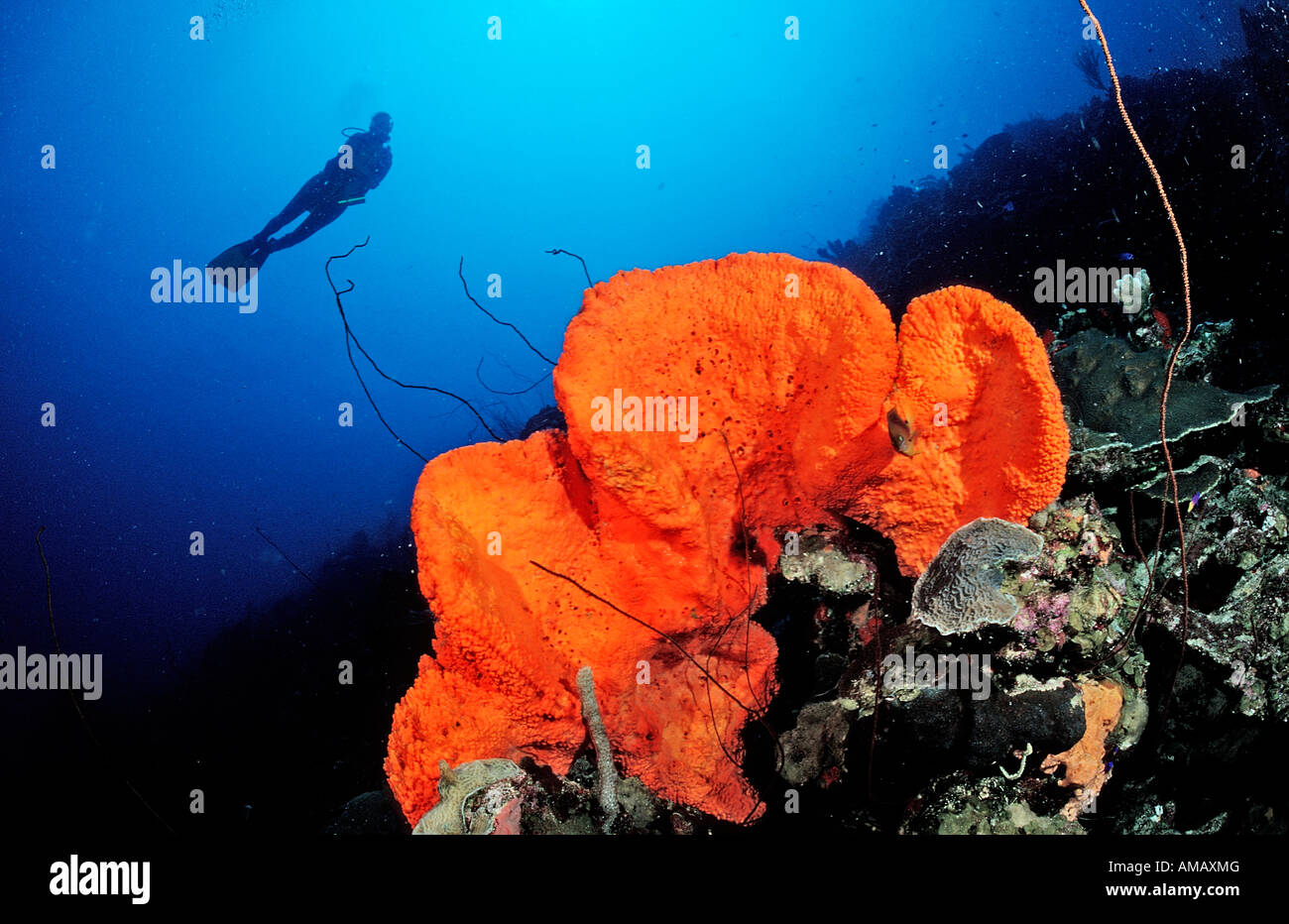 Scuba diver and Orange Elephant Ear Sponge Agelas clathrodes Netherlands Antilles Bonaire