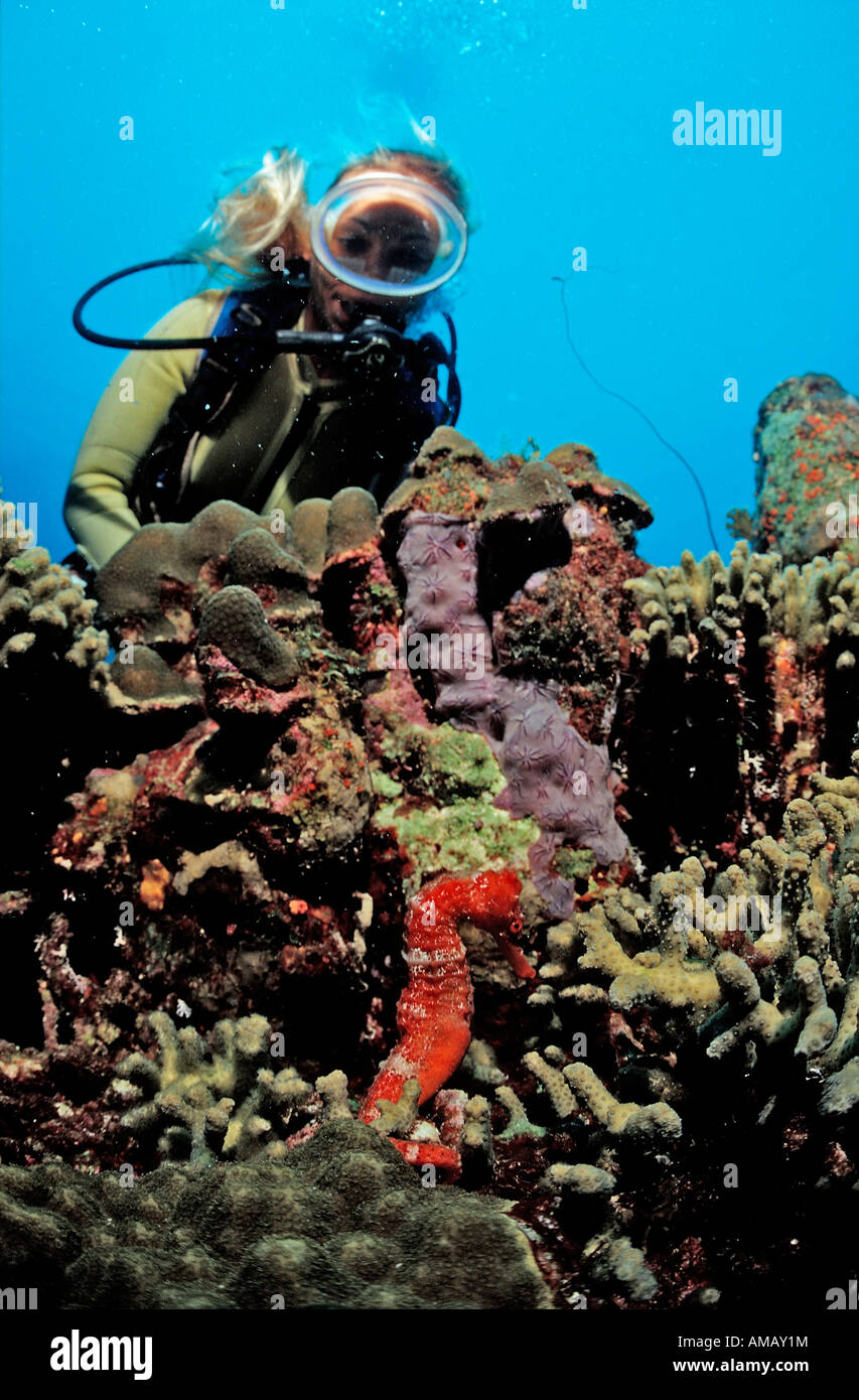 Scuba diver and Longsnout Seahorse Hippocampus reidi Netherlands Antilles Bonaire Caribbean Sea Stock Photo