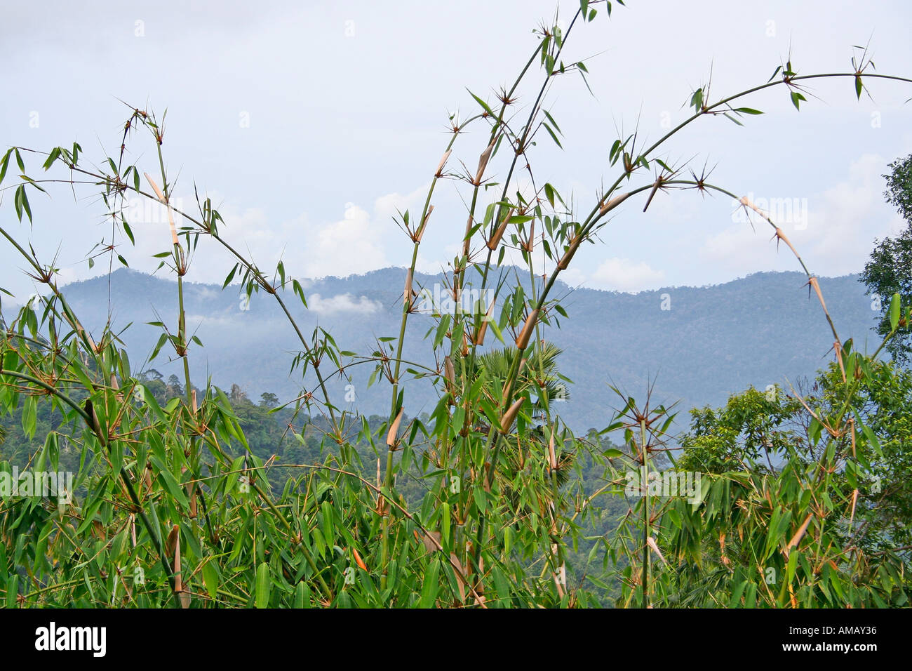 Bamboo shooting high a very fast growing plant Malaysia Stock Photo Alamy