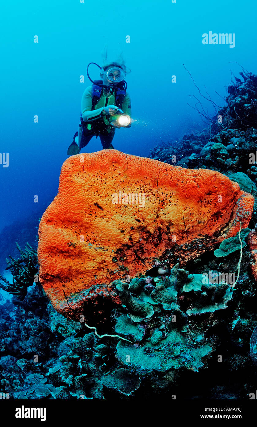 Scuba diver and Orange Elephant Ear Sponge Agelas clathrodes Netherlands Antilles Bonaire