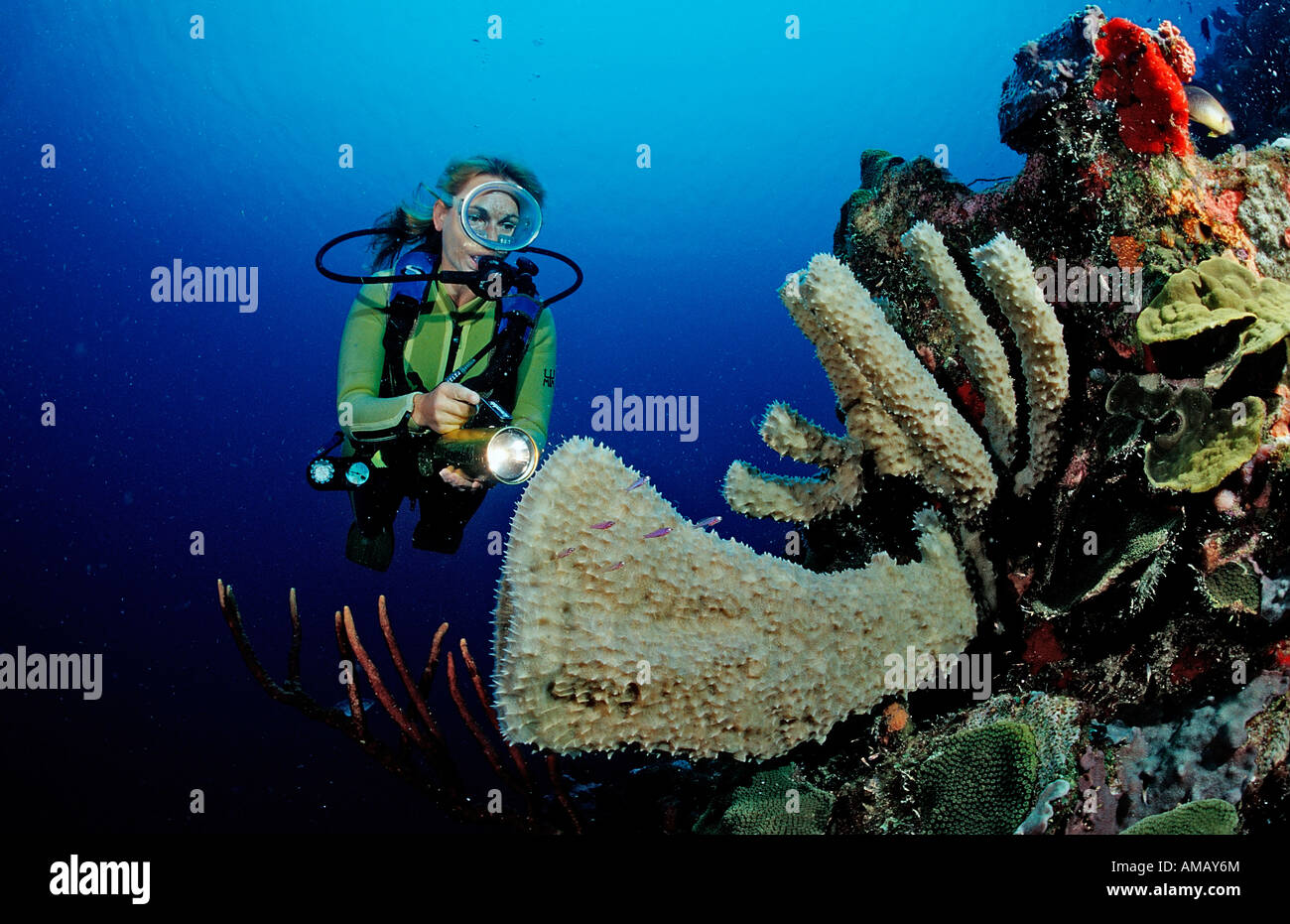 Scuba diver and coral reef Saint Lucia French West Indies Caribbean Sea Stock Photo