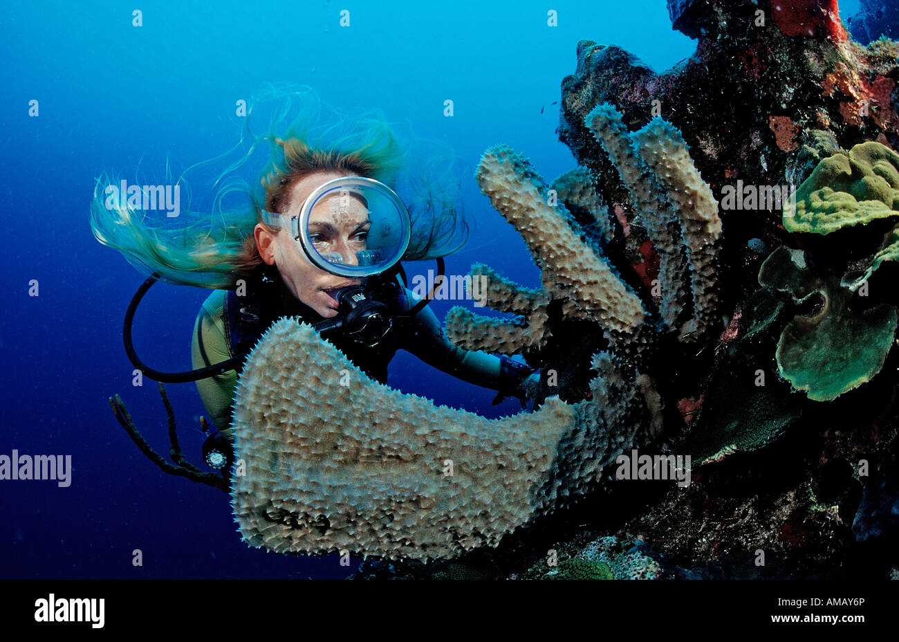 Scuba diver and coral reef Saint Lucia French West Indies Caribbean Sea Stock Photo