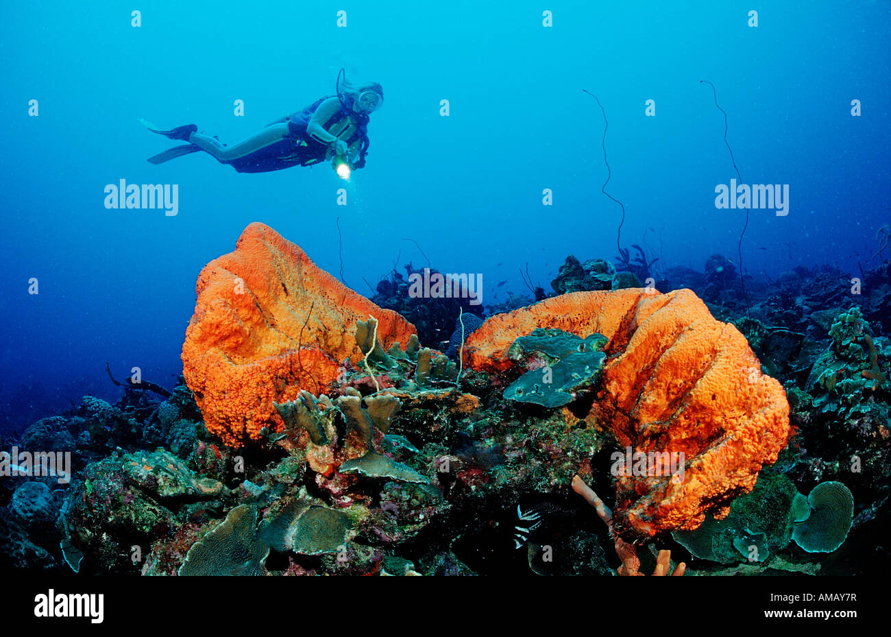 Scuba diver and Orange Elephant Ear Sponge Agelas clathrodes Netherlands Antilles Bonaire Caribbean Sea Stock Photo