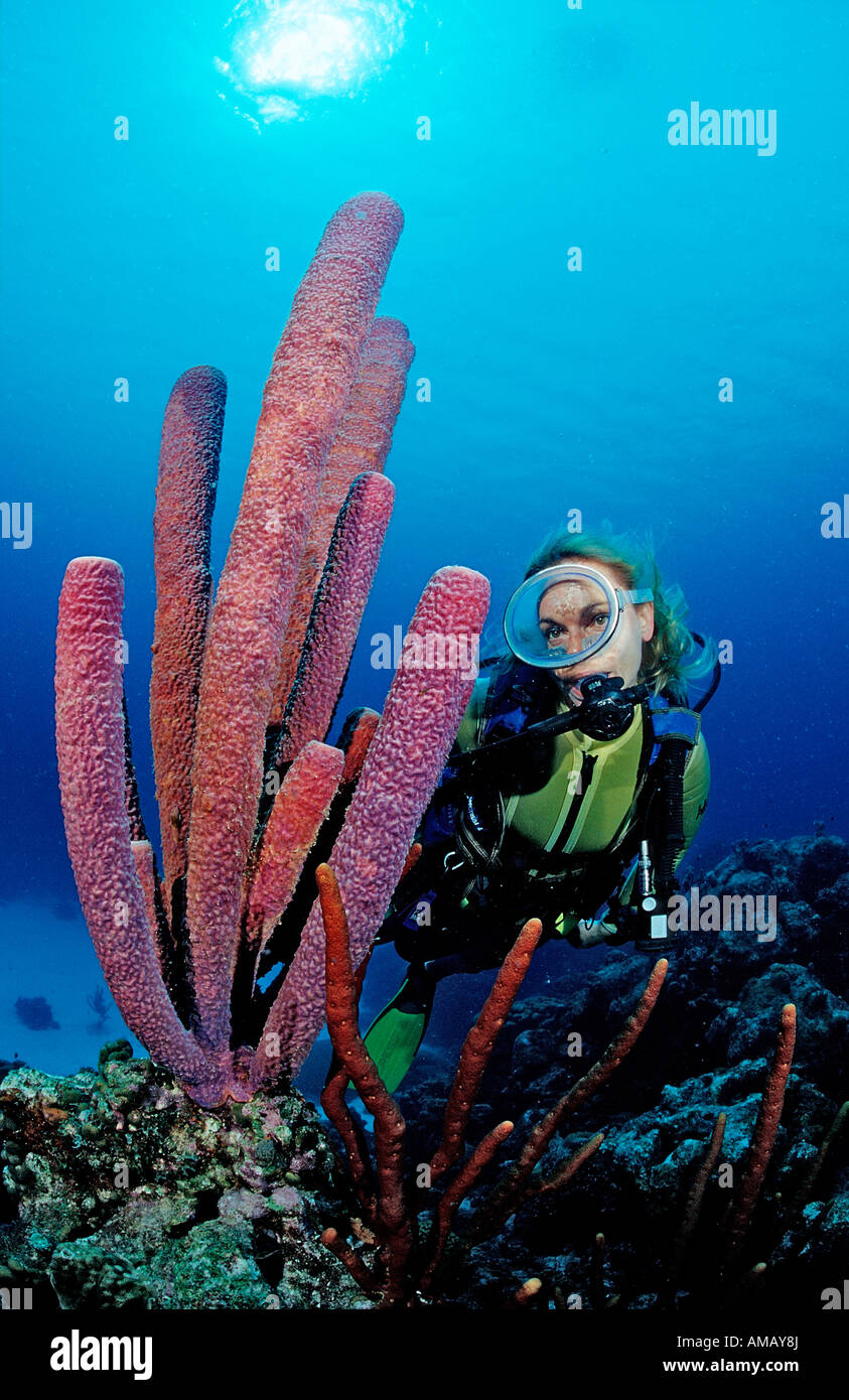 Scuba diver and Lavender Stovepipe sponge Aplysina archeri Saint Lucia French West Indies Caribbean Sea Stock Photo