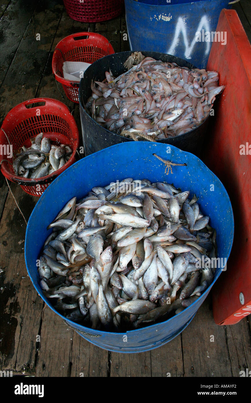 Fresh fish market Kuantan Malaysia Stock Photo