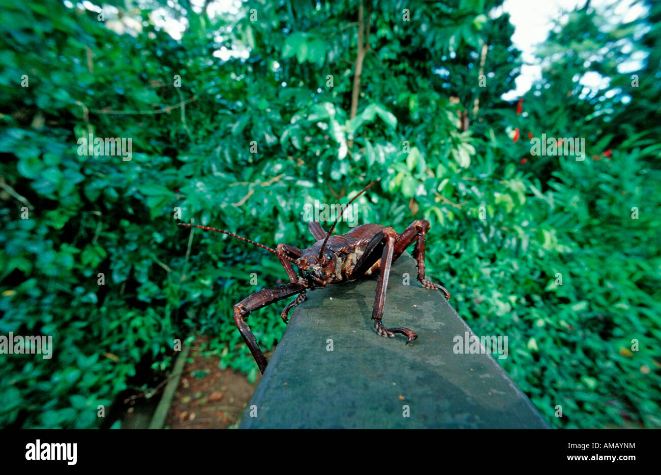 Stick Insect Phasmatidea Phamida Papua New Guinea New Britain Kimbe Bay Stock Photo