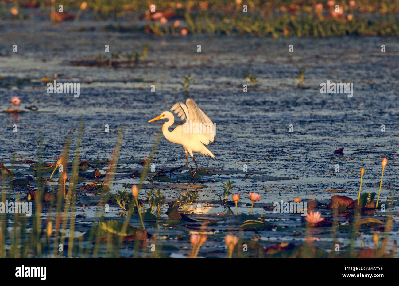 {Great egret] Australia Stock Photo