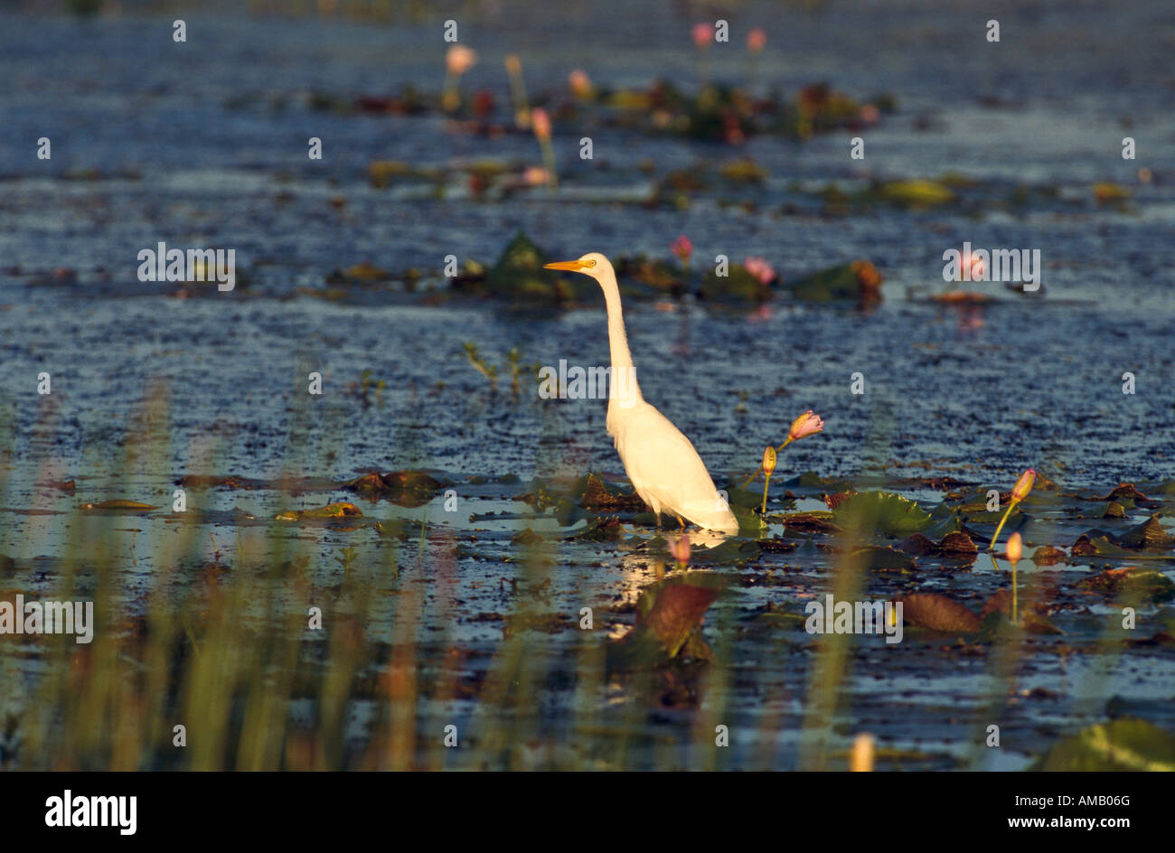 {Great egret] Australia Stock Photo