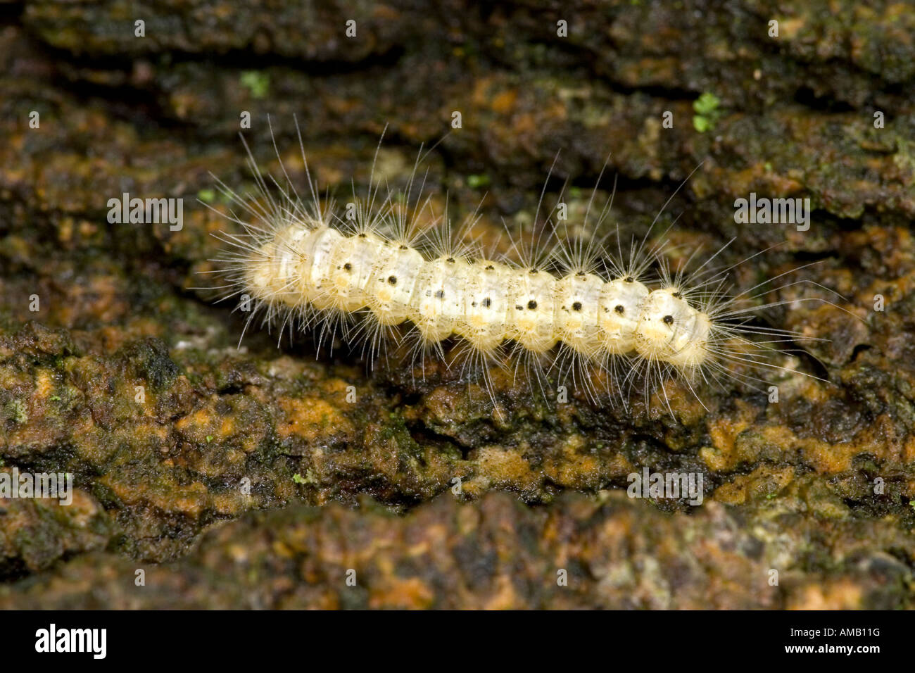 Caterpillar of the fall webworm hyphantria cunea Stock Photo Alamy