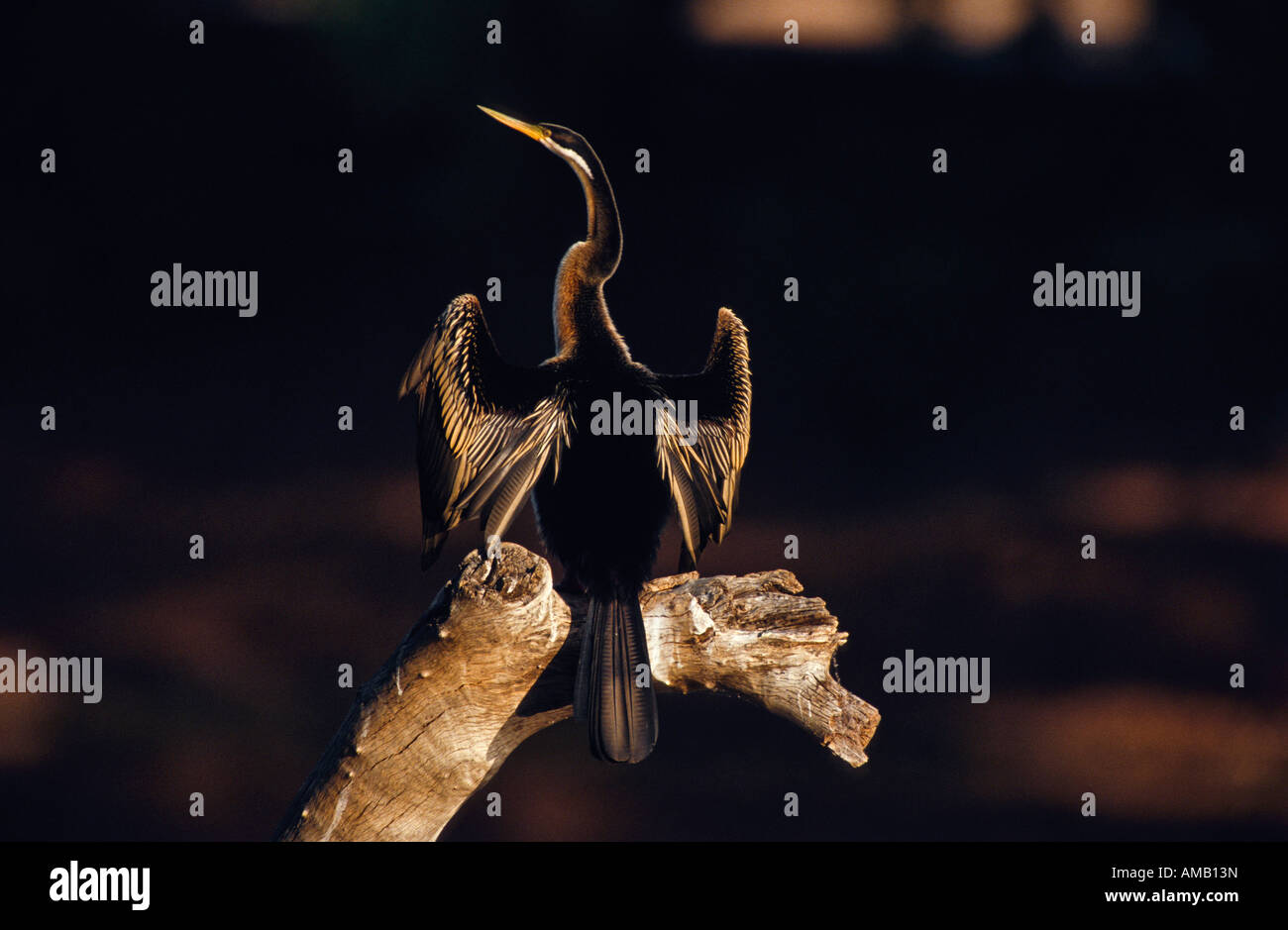 Darter, Australia Stock Photo