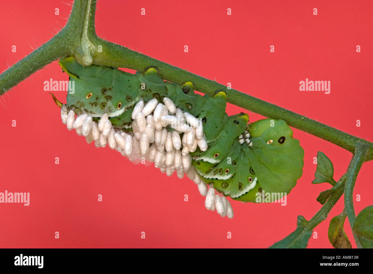 Tobacco hornworm caterpillar parasitized by a braconid wasp Stock Photo ...