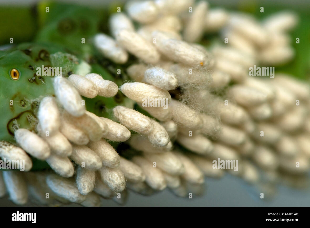Tobacco hornworm parasitic braconid wasp hi-res stock photography and ...