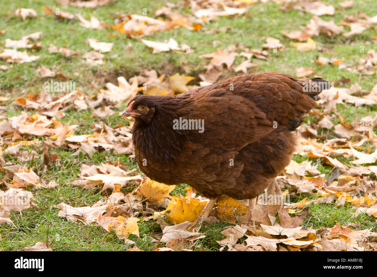 Chicken looking for food from a public city park demonstration farm. Stock Photo