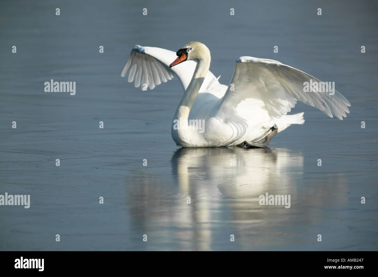 Mute swan Cygnus olor just landed on ive with wings out stretched and reflection welney norfolk Stock Photo