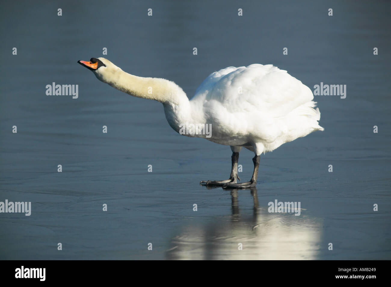 Mute swan Cygnus olor standing on ice with neck stretched calling welney norfolk Stock Photo