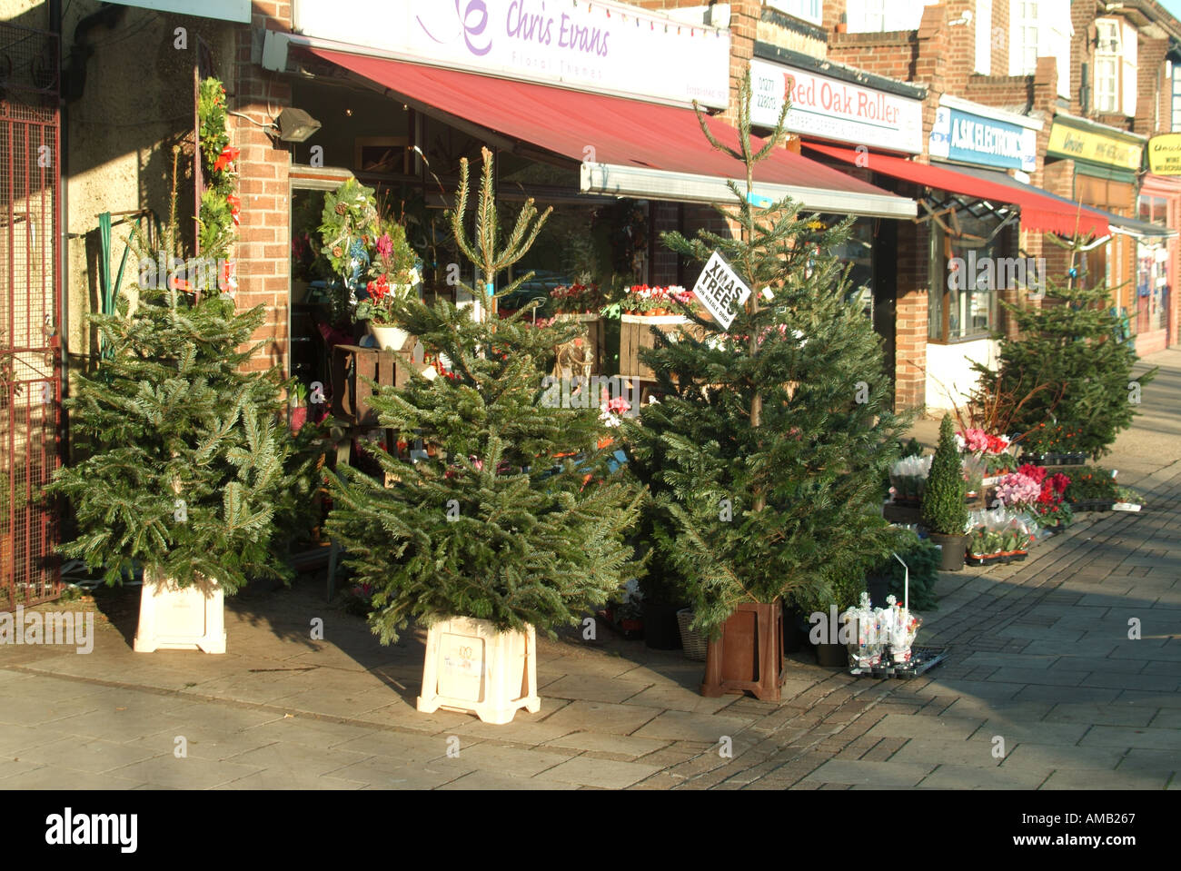 Real christmas tree in container hires stock photography and images