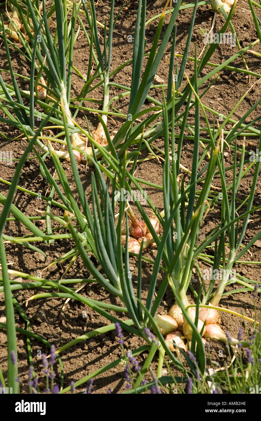 Close up of Shallots Shallot onions plant plants veg vegetables growing in kitchen garden in summer England UK United Kingdom GB Great Britain Stock Photo