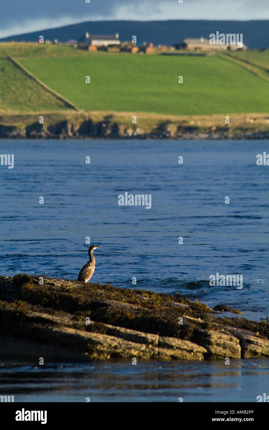 dh  HOY SOUND ORKNEY Young Coromorant or Shag fishing from shore rocks Stock Photo