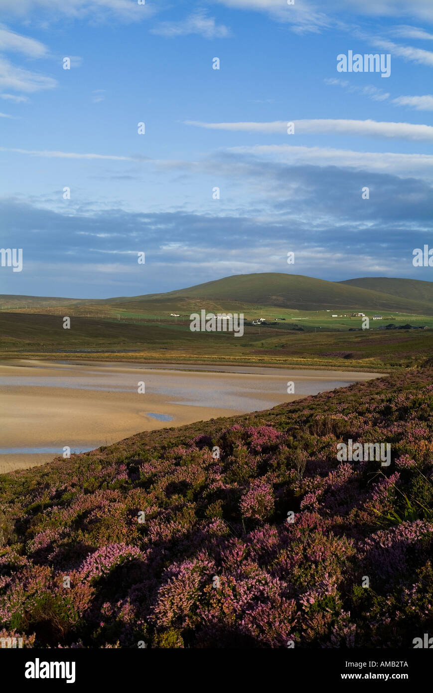 dh Waulkmill Bay ORPHIR ORKNEY Purple heather above sandy bay Stock Photo