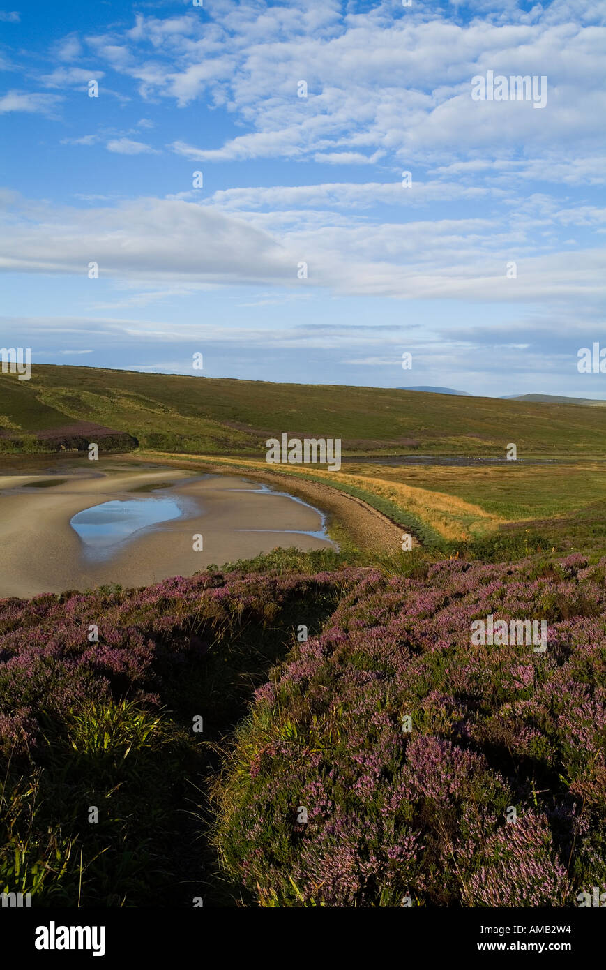 dh Waulkmill Bay ORPHIR ORKNEY Footpath through purple heather down to sandy bay foot path beach shore sand Stock Photo