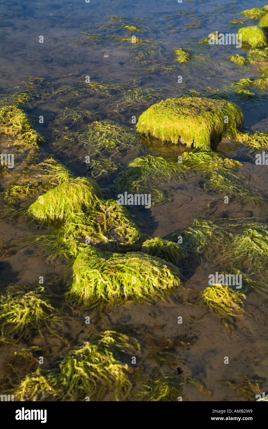 dh  SEAWEED UK Yellow green enteromorpha intestinalis seaweed or rocky shore sandy bay sea weed algae rock seashore marine life Stock Photo