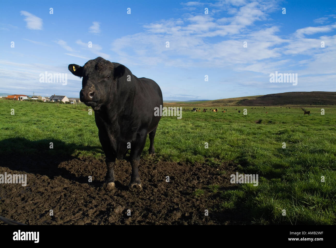 dh Cow ANIMALS UK Aberdeen Angus Beef bull with cow cattle in field Orkney british animal pedigree farming Stock Photo