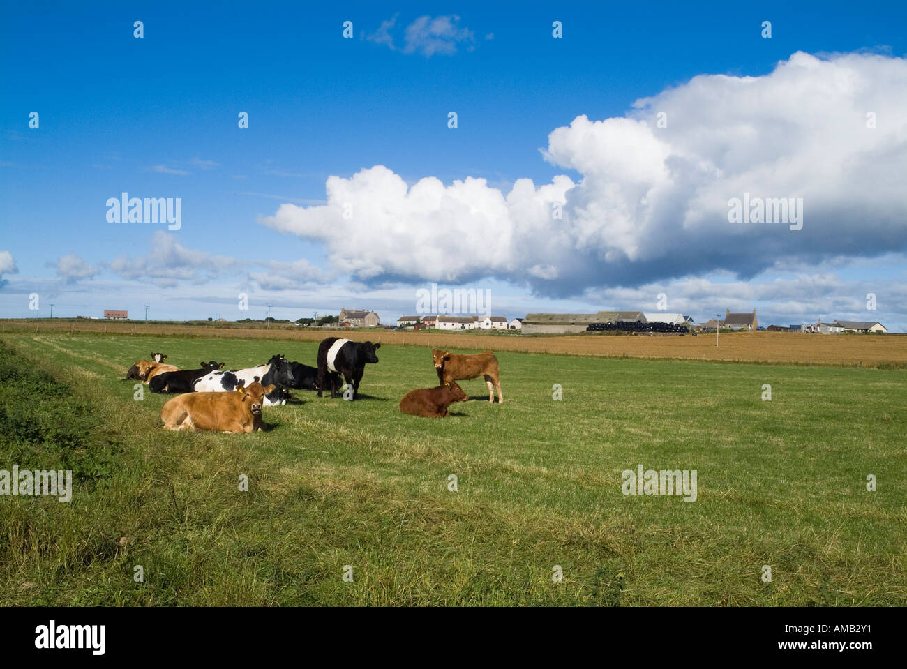 dh  TANKERNESS ORKNEY Beef cattle sitting and standing in corner of field scotland farm country uk summer farmland fields cows Stock Photo