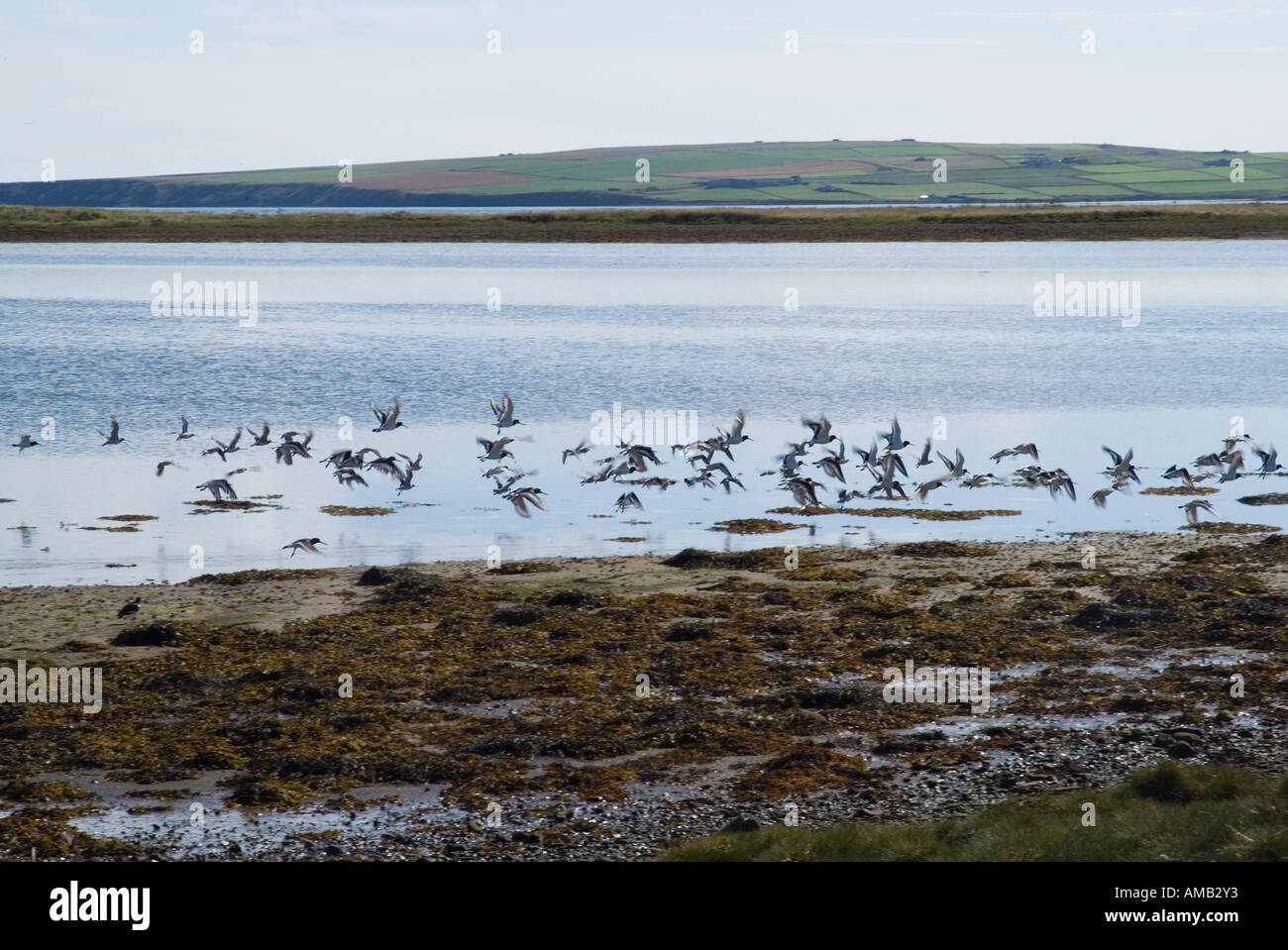 dh Haematopus ostralegus TANKERNESS ORKNEY Flock of Oystercatcher taking off over Deer Sound oyster catchers scotland flight fly birds uk beach Stock Photo