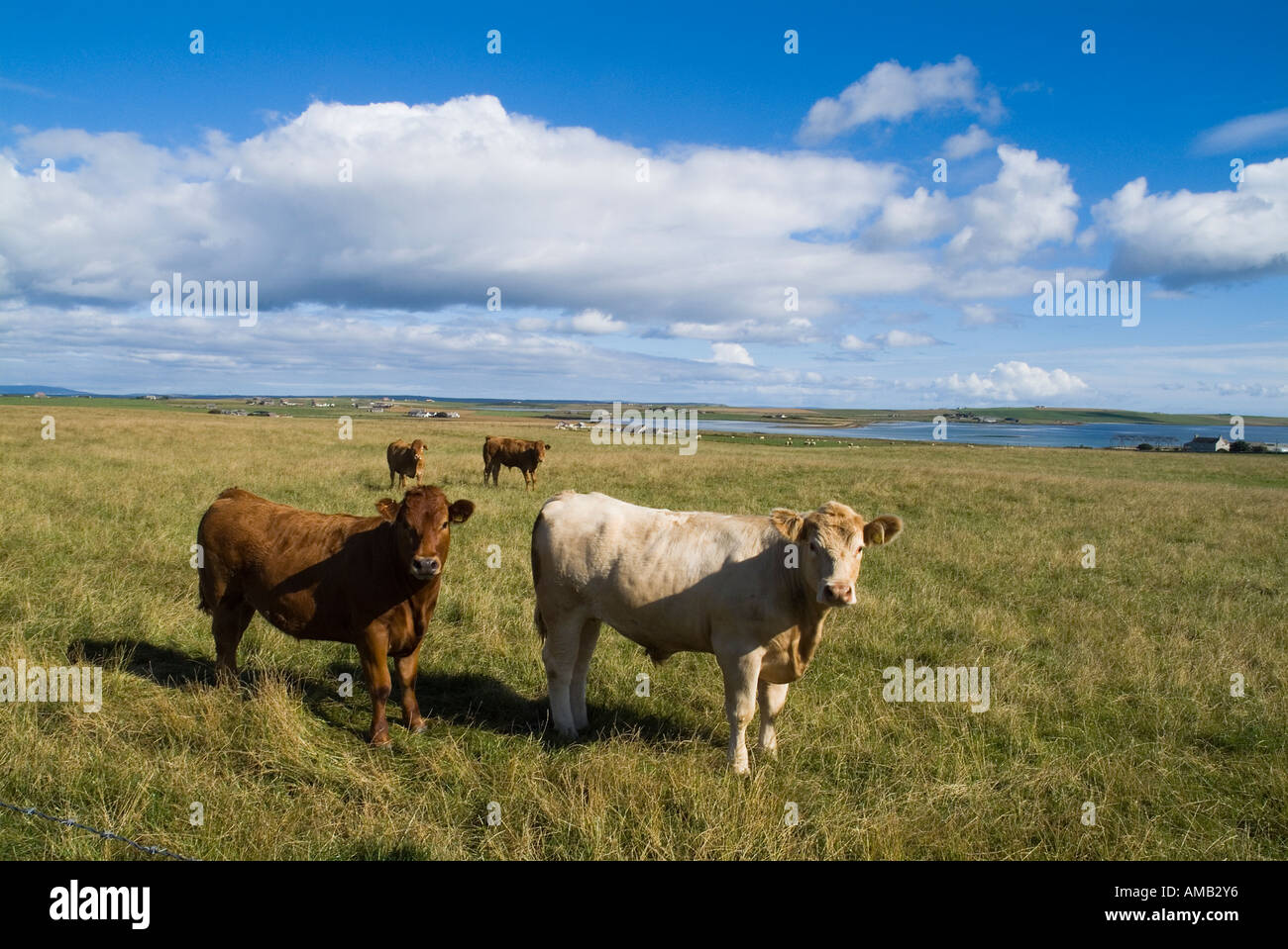 dh Cow ANIMALS FARMING Young beef cattle in field Mill Sand Tankerness Orkney Stock Photo