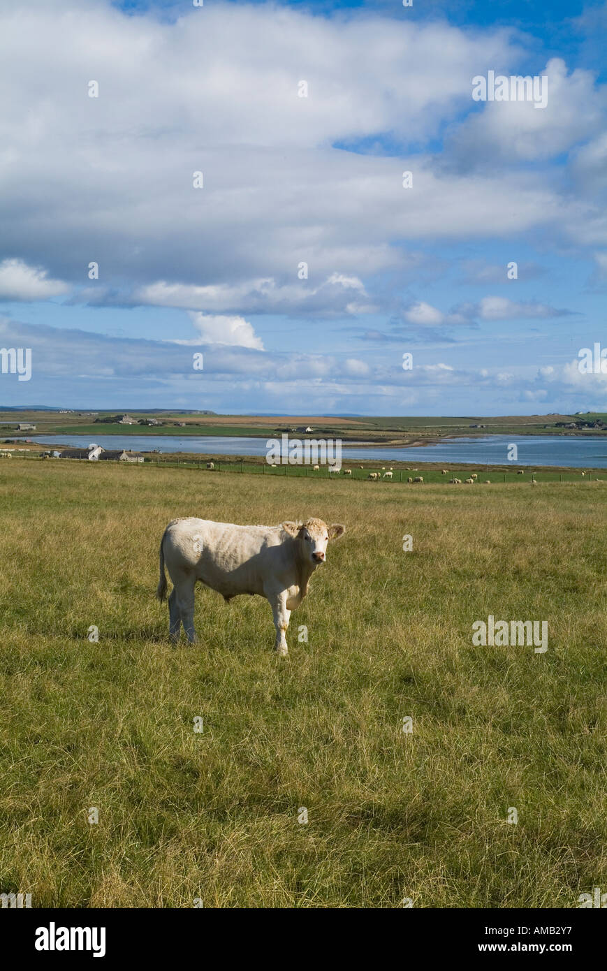 dh Young beef cow COWS UK FARM ANIMALS In field Orkney single alone one domestic animal nobody Stock Photo