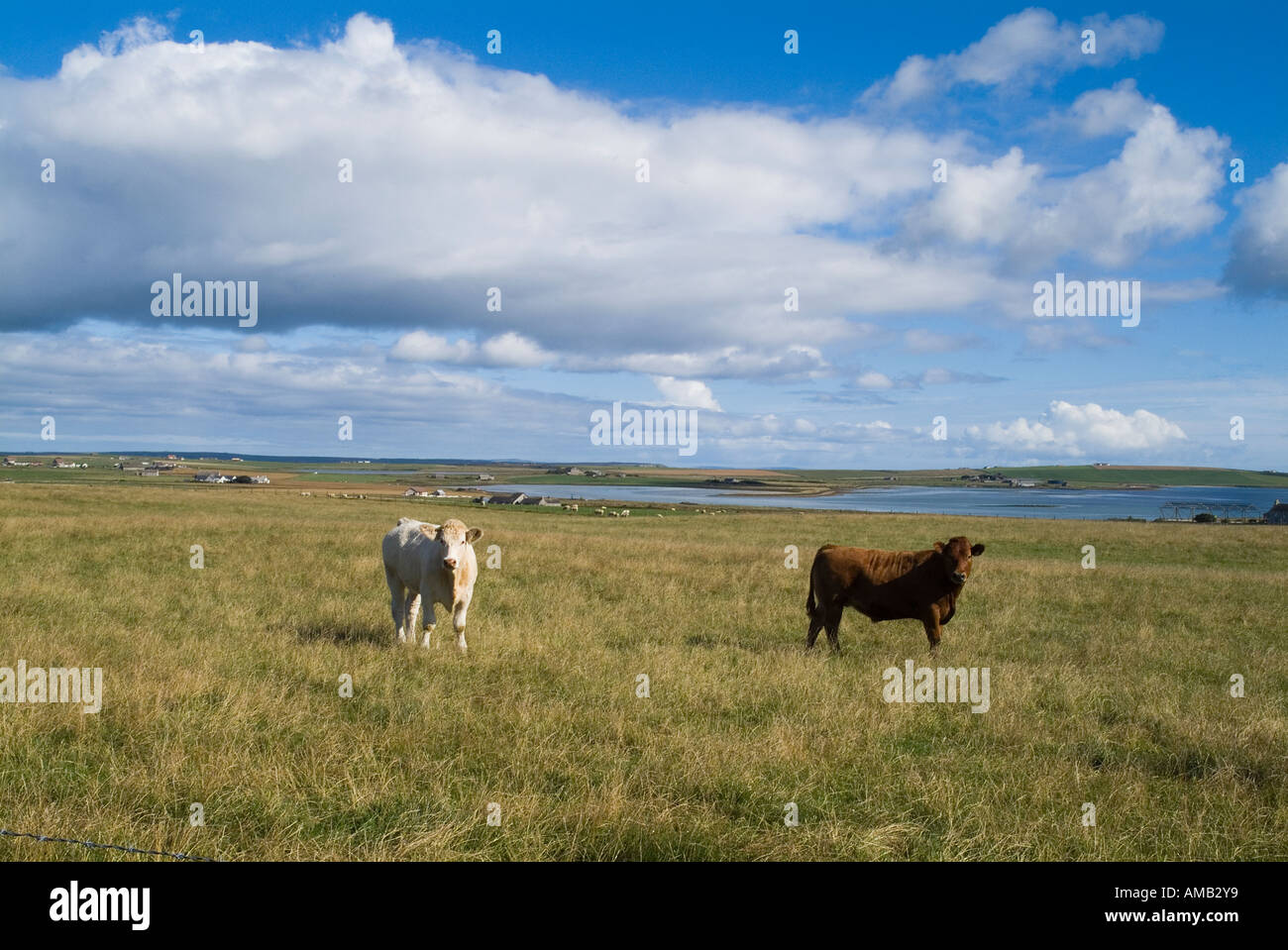 dh Cow ANIMALS UK Young beef cattle in field Mill Sand Tankerness Orkney Stock Photo