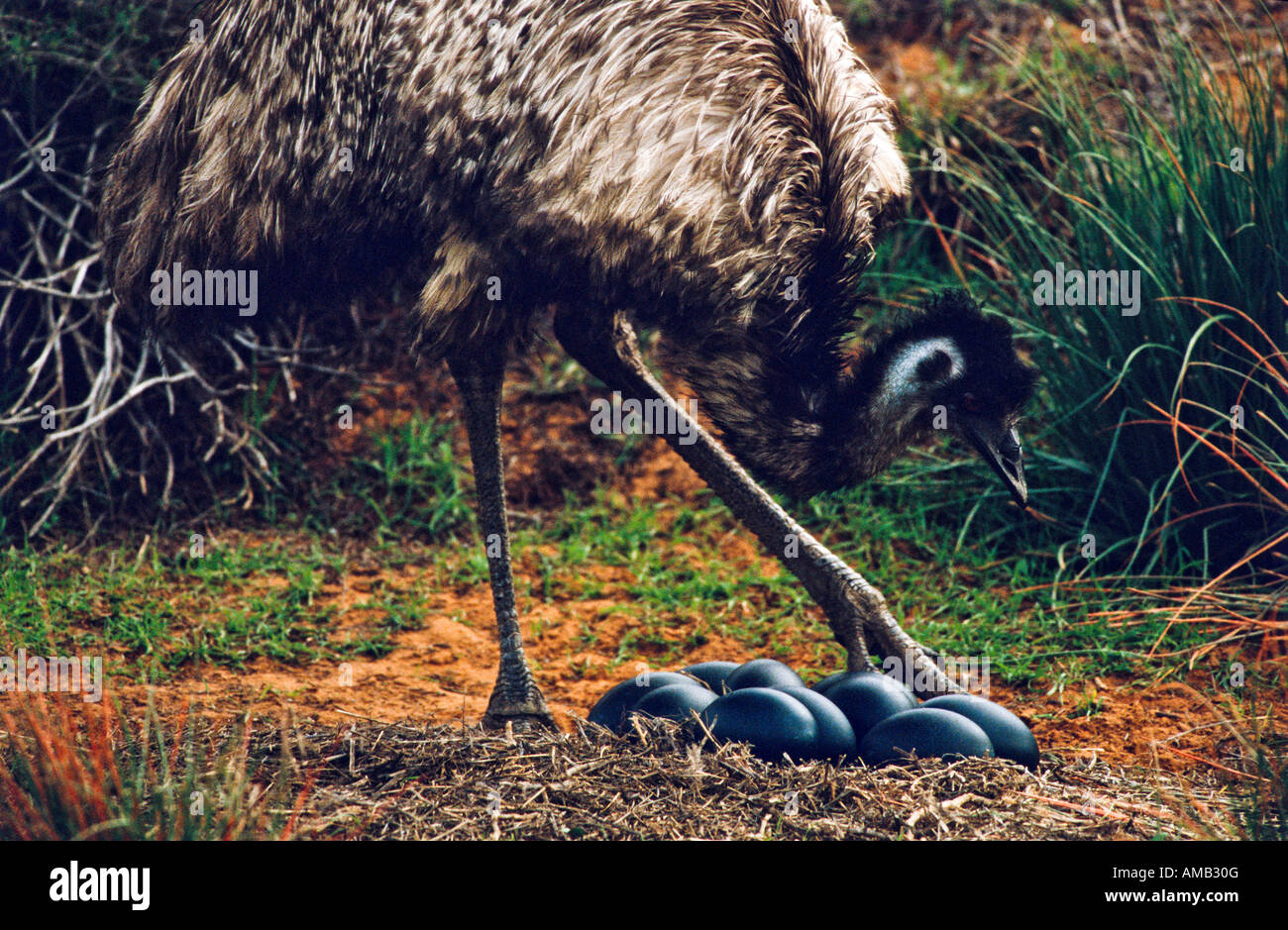 Emu eggs hires stock photography and images Alamy
