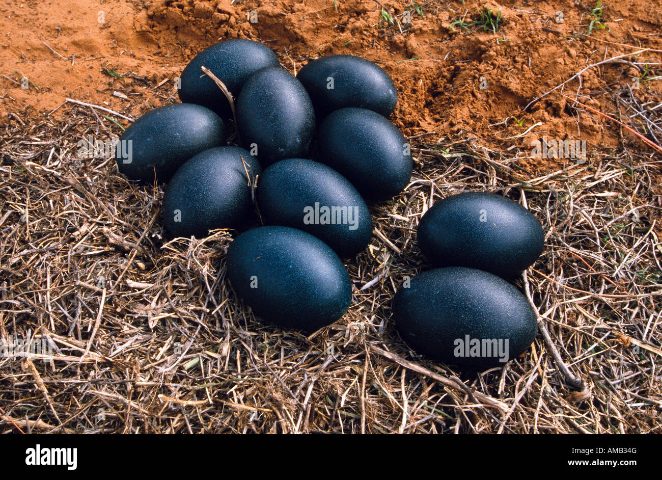 Emu Eggs Color