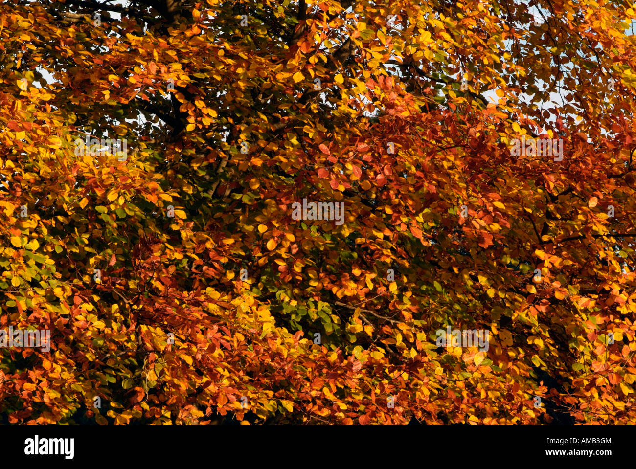 golden brown colored beech tree leaves during autumn Stock Photo - Alamy