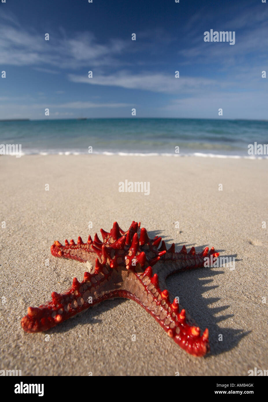 Red-knobbed Starfish (Protoreaster linckii) Stock Photo