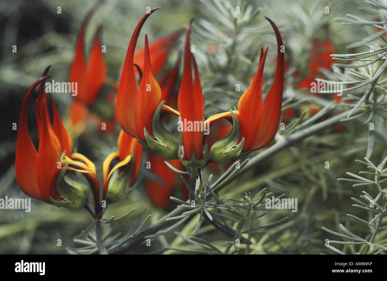 Parrot's Beak (Lotus berthelotii x Lotus maculatus), flowers Stock