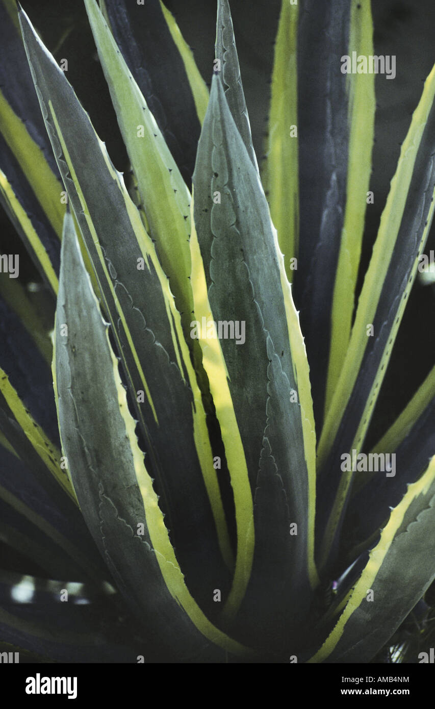 Agave, Century Plant (Agave americana 'Marginata', Agave americana Marginata), leaves Stock Photo