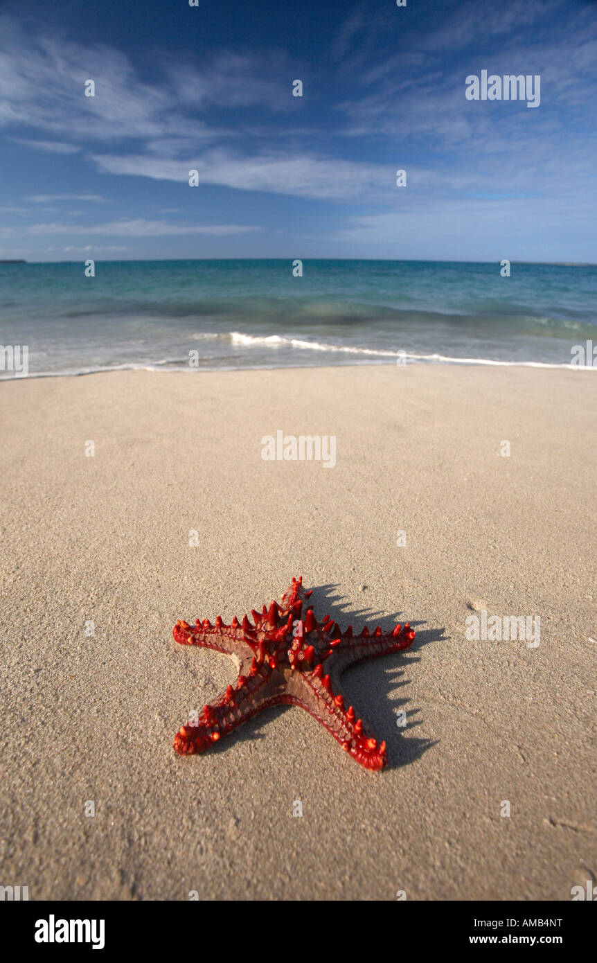 Red-knobbed Starfish (Protoreaster linckii) on the beach by the Indian Ocean Stock Photo