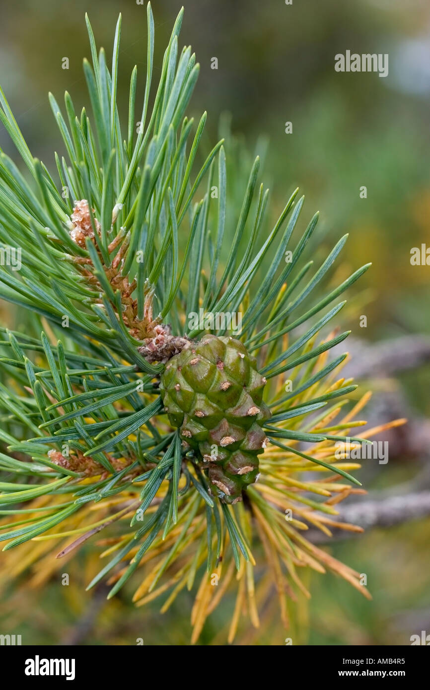 green cone on pine branch with needles Stock Photo - Alamy