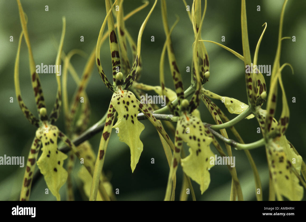 Brassia (Brassia verrucosa), flowers Stock Photo
