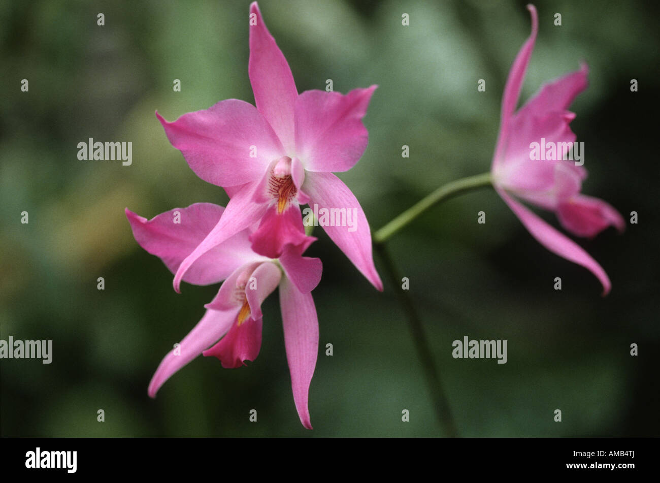 Laelia (Laelia autumnalis), flower Stock Photo