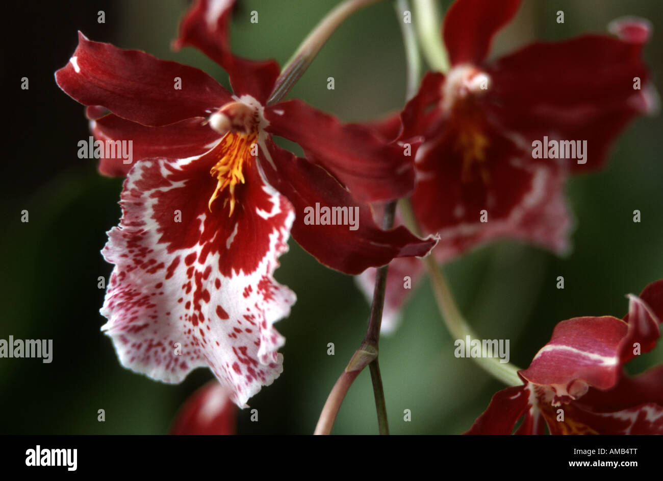 Vuylstekeara (Vuylstekeara Cambria Plush), flower Stock Photo Alamy