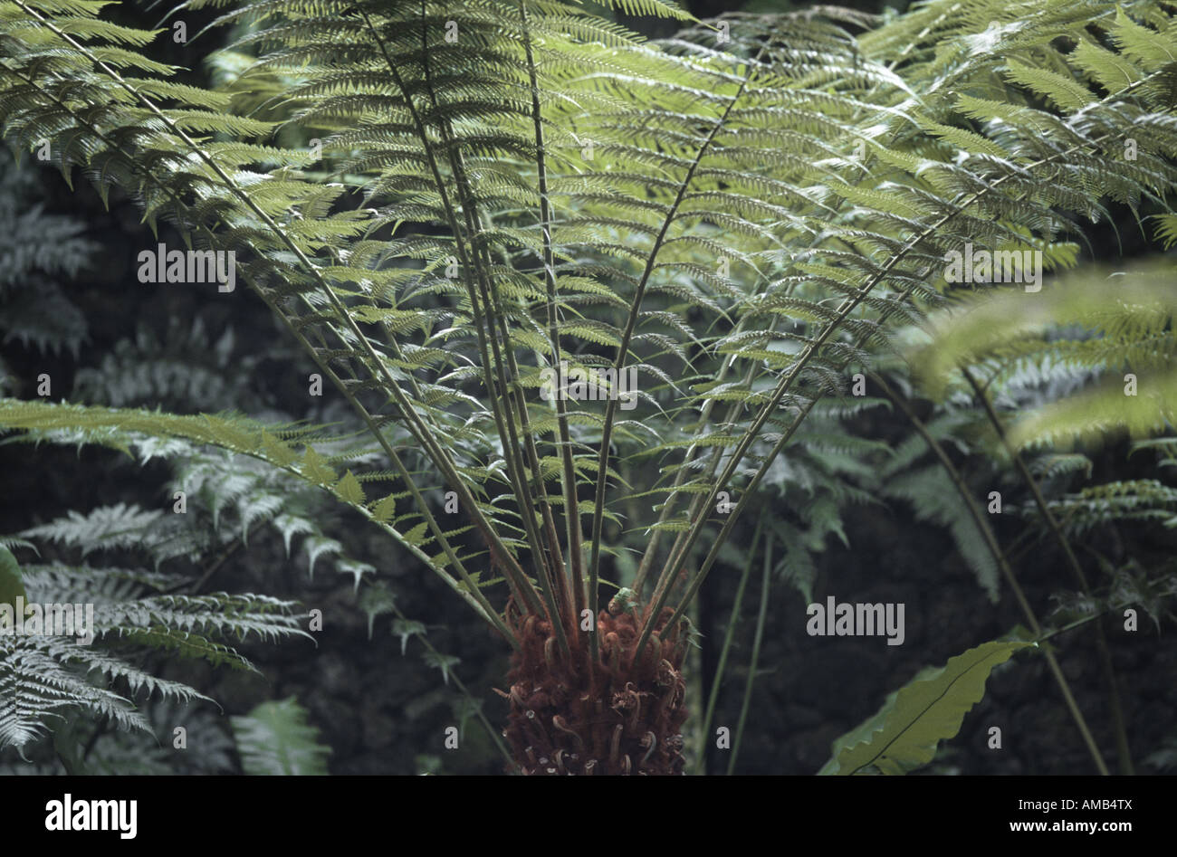 Tasmanian Tree Fern, Soft Tree Fern (Dicksonia antarctica), leaves