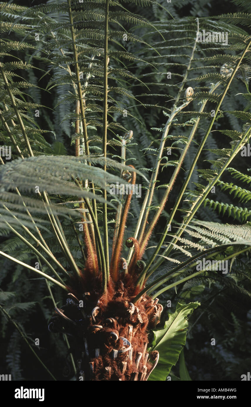 Tasmanian Tree Fern, Soft Tree Fern (Dicksonia antarctica), leaves